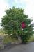 Picture of Red Lion