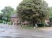 The Chestnut Tree picture
