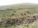 Picture of The Jamaica Inn