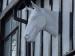 Picture of White Horse