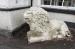 Picture of Red Lion