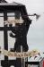 Picture of Black Bear