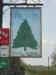 Picture of Fir Tree