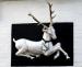 Picture of White Hart