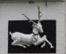 Picture of White Hart