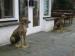 Picture of The Talbot Bar (Skelwith Bridge Hotel)