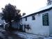 Picture of Yew Tree