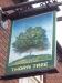 Picture of Thorn Tree