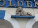 Picture of The Golden Lion