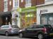 Picture of Golden Lion