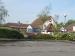 Mulberry Tree picture