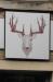 Picture of The Winking Stag
