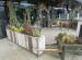Picture of The Botanist
