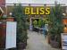 Picture of Bliss