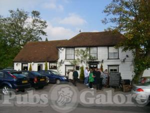 Picture of The Theydon Oak