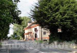 Picture of The Orange Tree