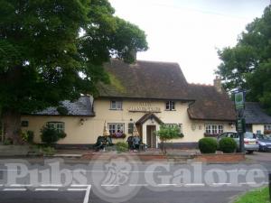 Picture of The Orange Tree