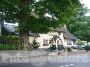 Picture of The Orange Tree