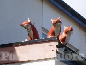 Picture of The Fox