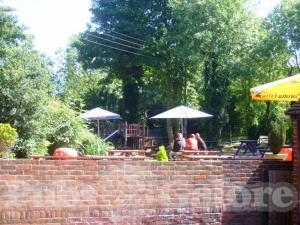 Picture of The Old Ash Tree