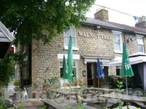 Picture of The Walnut Tree