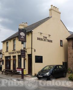 Picture of The Beech Tree