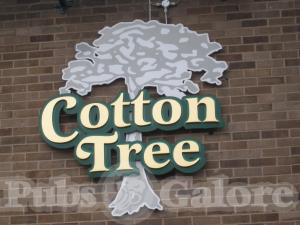 Picture of Cotton Tree