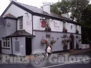 Picture of Bay Horse