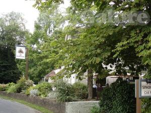 Picture of The Spade Oak