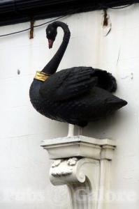 Picture of Black Swan