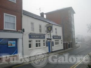 Picture of Golden Lion
