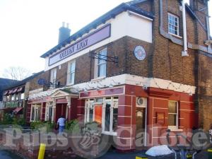 Picture of Golden Lion