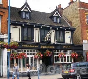 Picture of The Spotted Horse