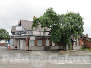 Picture of Royal Hart