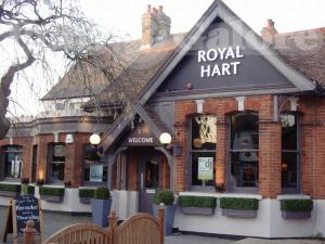 Picture of Royal Hart