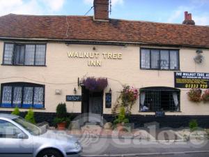 Picture of The Walnut Tree