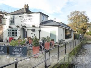 Picture of The Water Rat