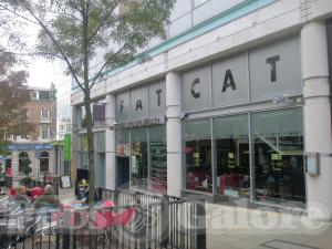 Picture of Fat Cat