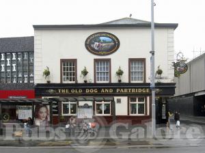 Picture of Old Dog & Partridge
