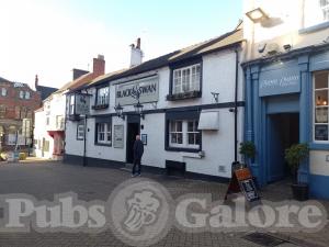 Picture of Black Swan