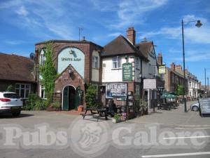 Picture of White Lion