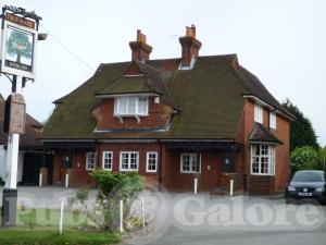 Picture of Royal Oak
