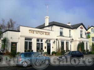 Picture of Wych Elm