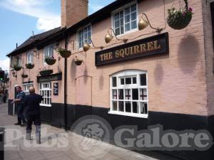 Picture of The Squirrel