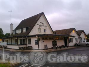 Picture of Yew Tree