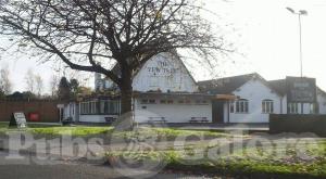 Picture of Yew Tree