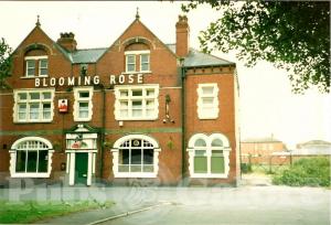 Picture of The Blooming Rose