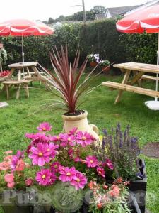 Picture of The Eagle Inn