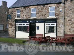 Picture of Grey Bull