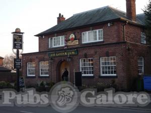 Picture of Golden Lion
